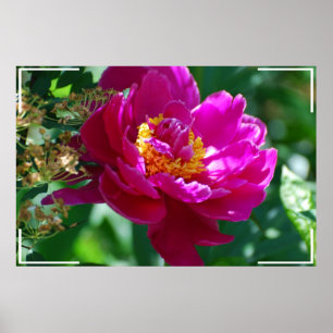 Póster Bonito Peony