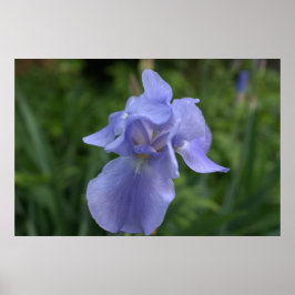 Póster Bonito Periwinkle Iris Flower