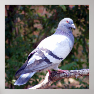 Póster Bonito Pigeon