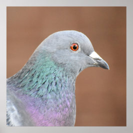 Póster Bonito Pigeon
