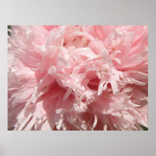 Póster Bonito Pink Poppy Print