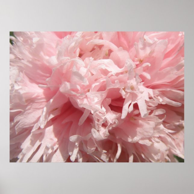 Póster Bonito Pink Poppy Print (Frente)
