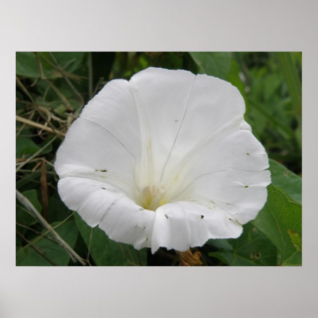 Póster Bonito Poster de Flor Convolvulsa Blanca (Frente)