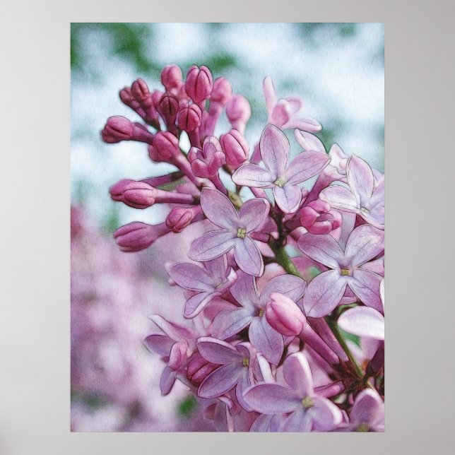 Póster Bonito Purple Lilacs (Frente)