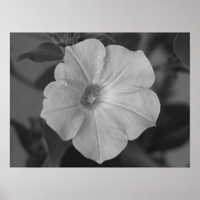 Póster Bonito Purple Petunia (Frente)