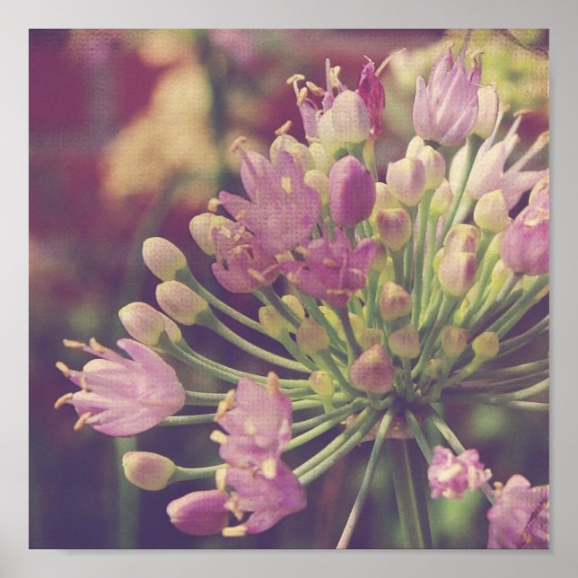 Póster Bonito Púrpura Flor (Frente)