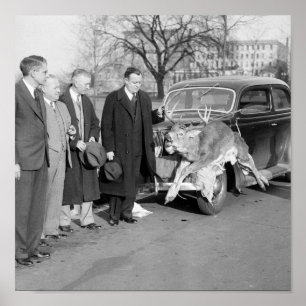 Póster Bonito rack, 1938