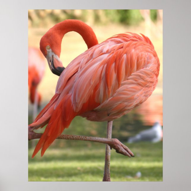 Póster Bonito rosa (Frente)