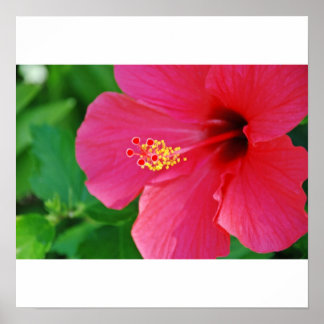 Póster Bonito rosado