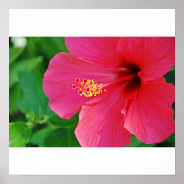 Póster Bonito rosado (Frente)