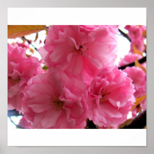 Póster Bonito rosado