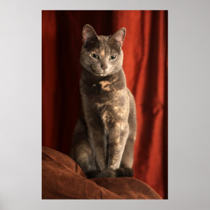 Póster Bonito sentada