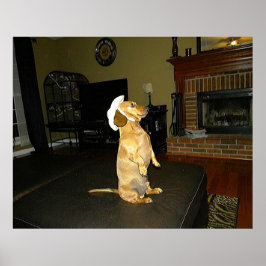 Póster Bonito sentada Poster Dachshund