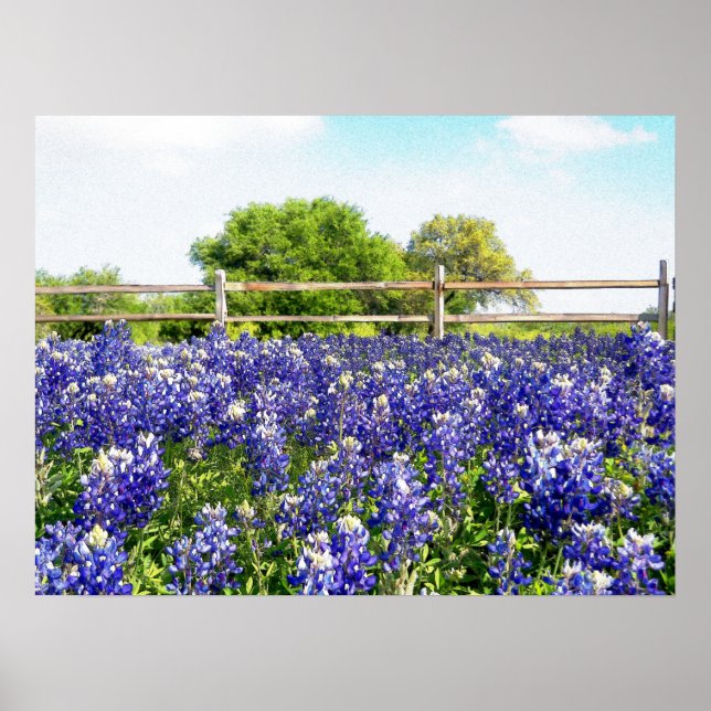 Póster Bonito Texas Bluebonnet Flowers Hill Country Art (Frente)