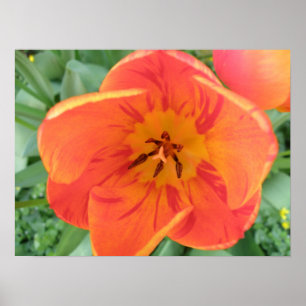 Póster Bonito Tulip Print