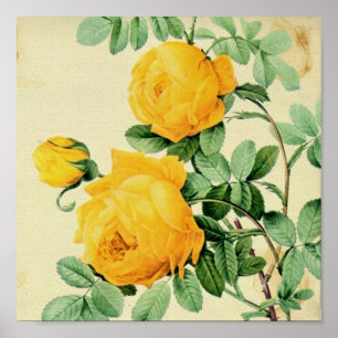 Póster Bonito Vintage Yellow Roses Square Crown