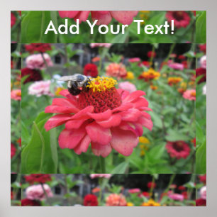 Póster Bonito Zinnia con abeja
