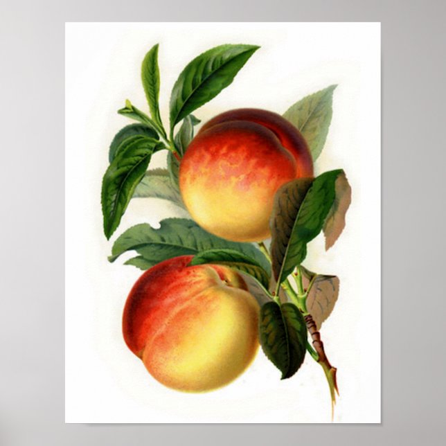 Póster Bonitos Peaches (Frente)