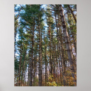 Póster Bonitos pinos de otoño