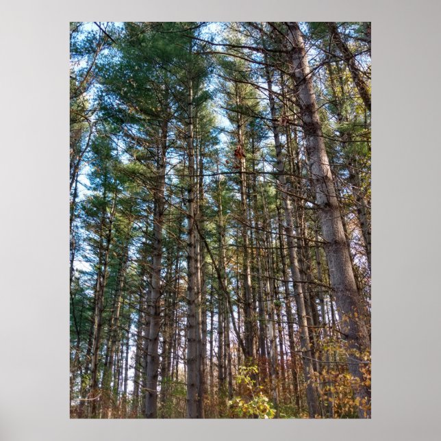 Póster Bonitos pinos de otoño (Frente)