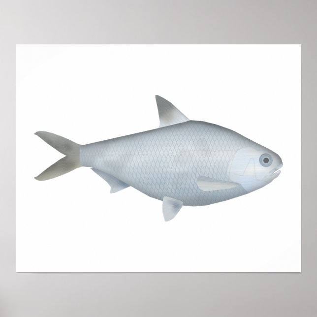 Póster Bony Bream (Frente)