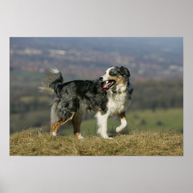 Póster Borde de Collie Panting 2 (Frente)
