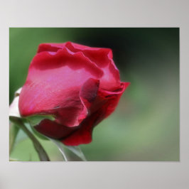 Póster Borde Rosebud Rojo