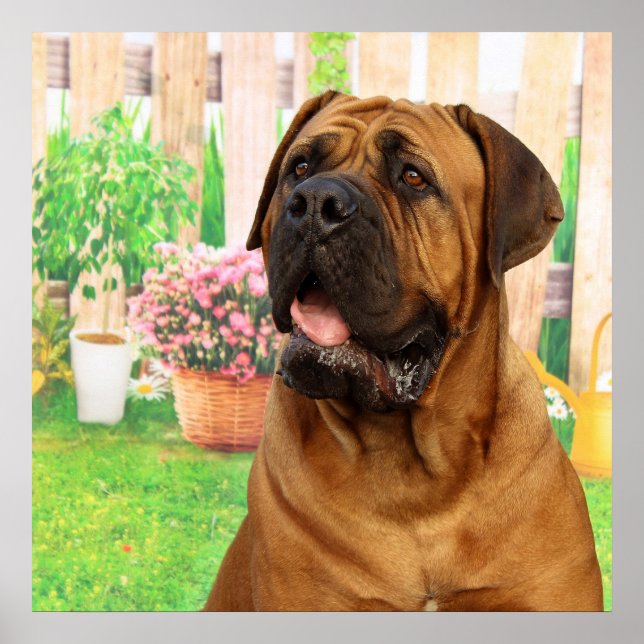 Póster Bordeaux Mastiff (Frente)