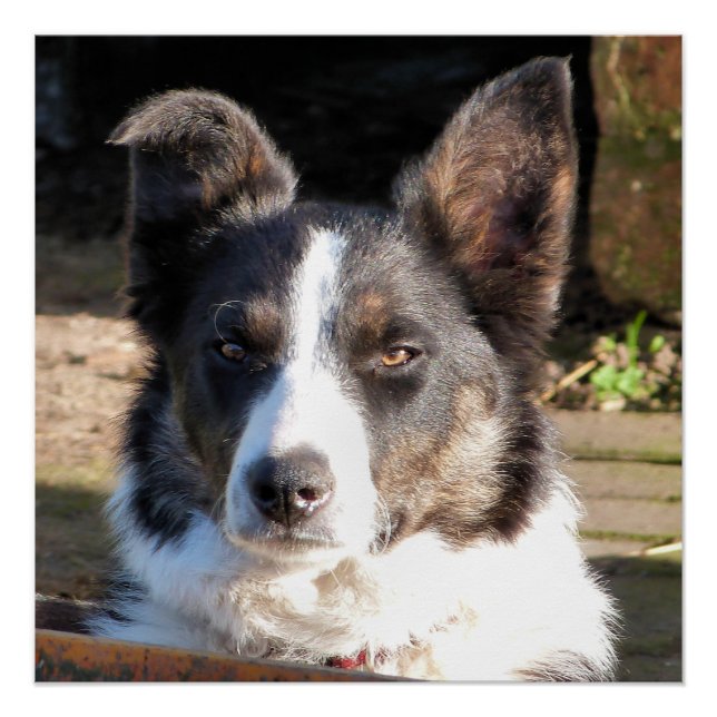 PÓSTER BORDER COLLIE (Anverso)