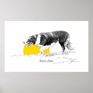 Póster Border collie