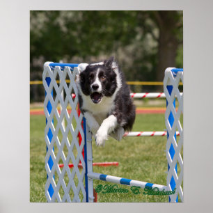Póster Border collie de la agilidad