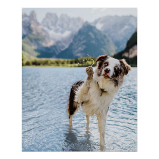 Póster Border Collie Lago Aventura Montaña Perro Viaje