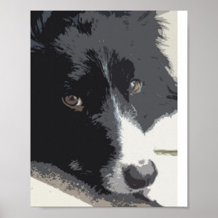 Póster Border collie portrait