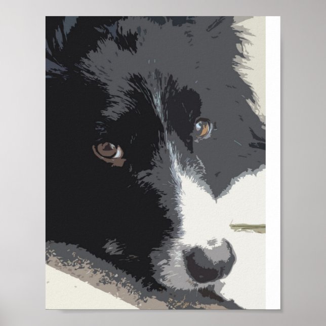 Póster Border collie portrait (Frente)