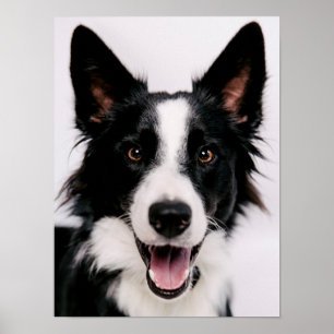 Póster Border collie sonriente de las imágenes el   A de