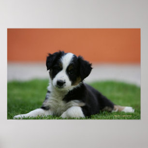 Póster Border collie viejo de 6 semanas