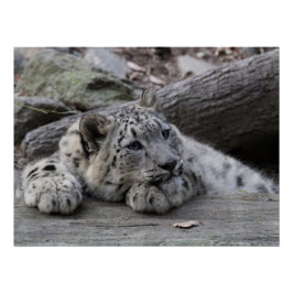 Póster Bored Snow Leopard Cub