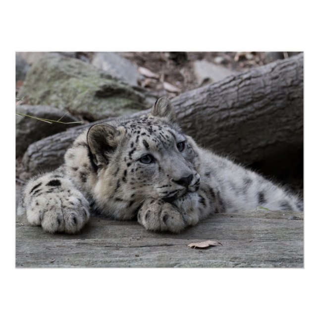 Póster Bored Snow Leopard Cub (Anverso)