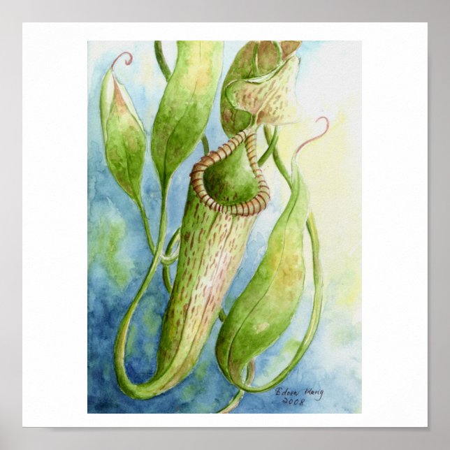 Póster Borneo Nepenthes Watercolor Art Poster (Frente)
