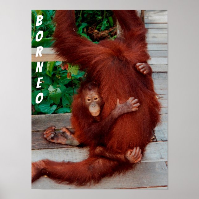 Póster Borneo orangutan (Frente)