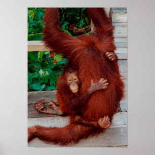 Póster Borneo orangutan