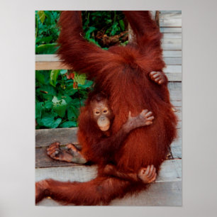 Póster Borneo orangutan