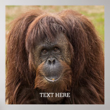 Borneo Orangutan Beautiful Photography