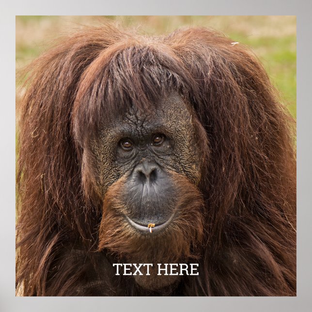 Póster Borneo Orangutan Beautiful Photography (Frente)