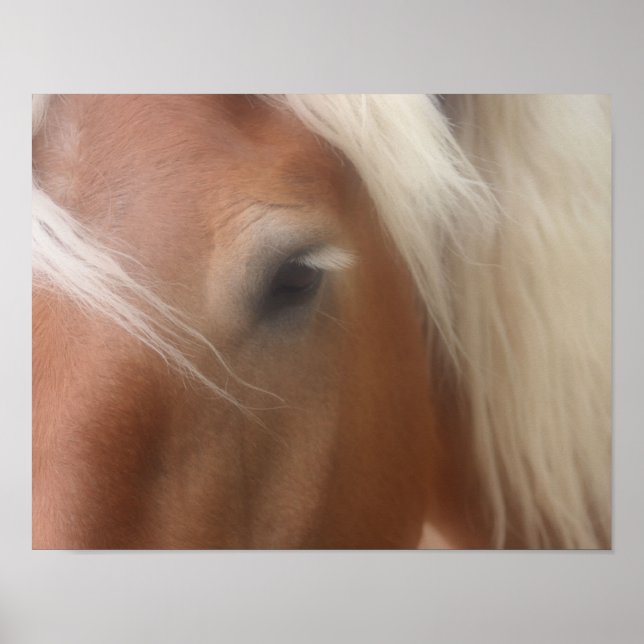 Póster Borrador de sabiduría de ojos de caballo (Frente)