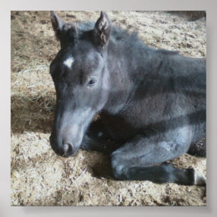 Póster Borrador del pie