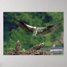 Póster Borrar la pista