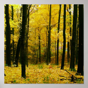 Póster Bosque amarillo otoñal