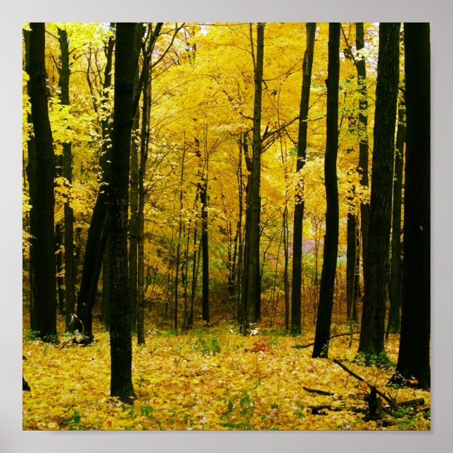 Póster Bosque amarillo otoñal (Frente)