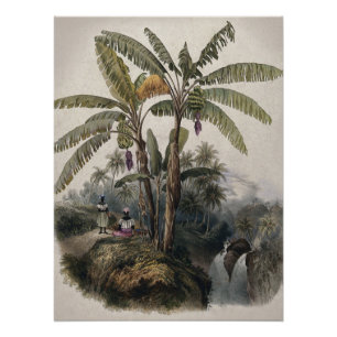 Póster Bosque Antiguo de Árboles de Plátano Tropical   Bo